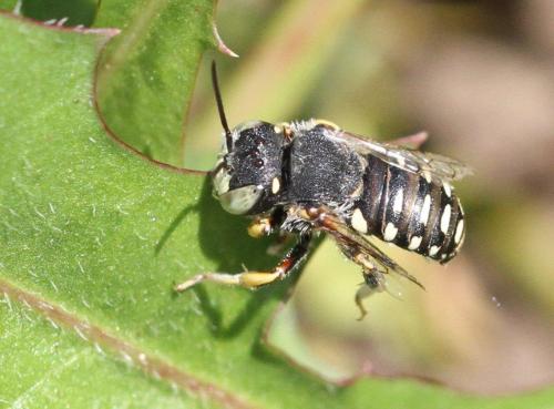 Réf. 270 656 : Anthidium punctatum
